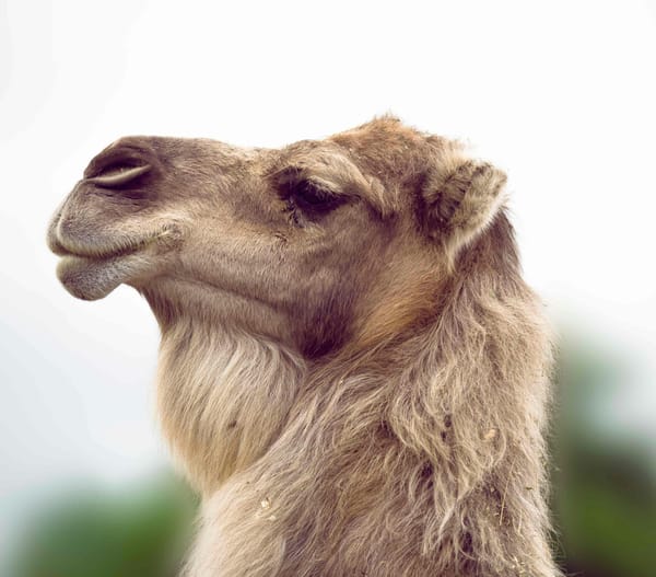 Zodyak’ın Birbirinden Fevkalade Burçları : Astrolojik Erdemler